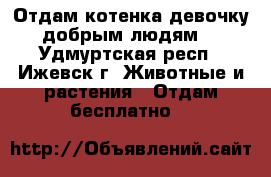 Отдам котенка девочку добрым людям! - Удмуртская респ., Ижевск г. Животные и растения » Отдам бесплатно   